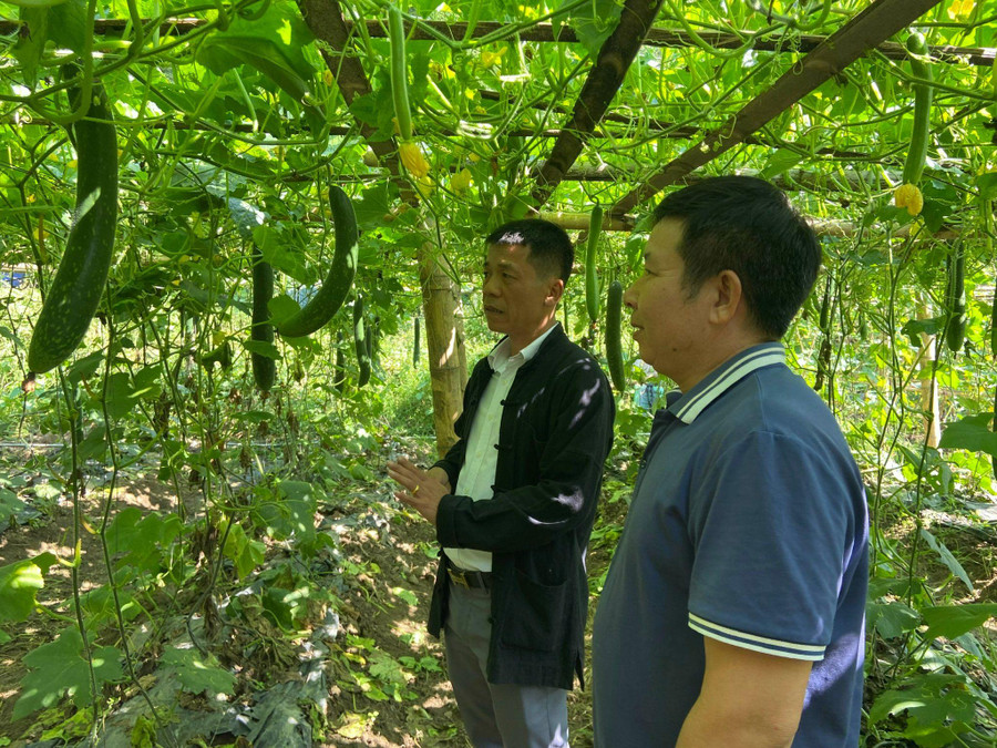 Cán bộ xã Mường So thăm mô hình trồng bí xanh của gia đình ông Lò Văn Thím – bản Huổi Én đang vào mùa thu hoạch. Cán bộ xã Mường So thăm mô hình trồng bí xanh của gia đình ông Lò Văn Thím – bản Huổi Én đang vào mùa thu hoạch.