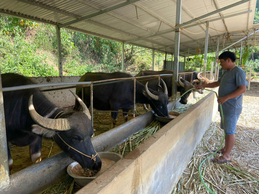 Từ phát triển chăn nuôi trâu theo quy mô trang trại đã mang lại nguồn thu nhập lớn cho gia đình anh Nguyễn Tiến Dũng ở thôn Tây Nguyên. Từ phát triển chăn nuôi trâu theo quy mô trang trại đã mang lại nguồn thu nhập lớn cho gia đình anh Nguyễn Tiến Dũng ở thôn Tây Nguyên.