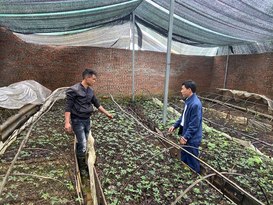 Hình ảnh sâm của HTX Biên Cương, xã Mồ Sì San và các hộ dân ở xã.