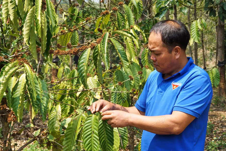 Vườn cà phê của gia đình ông A Phin phát triển tốt nhờ áp dụng khoa học - kỹ thuật vào sản xuất.