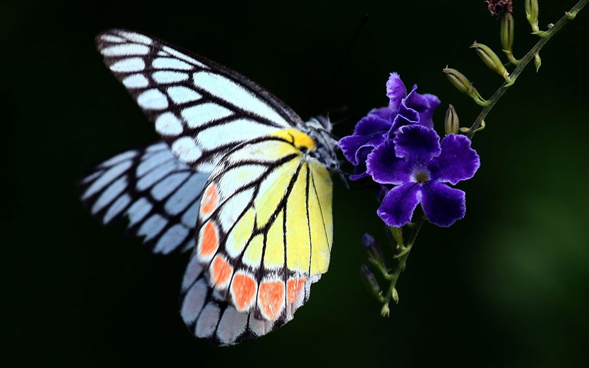 Ảnh đẹp động vật trong tuần ảnh 4 A Jezebel (Delais Eucharis) butterfly in Sri Lanka’s Dimah Conservation Butterfly Garden, home to some 125 species of butterfly