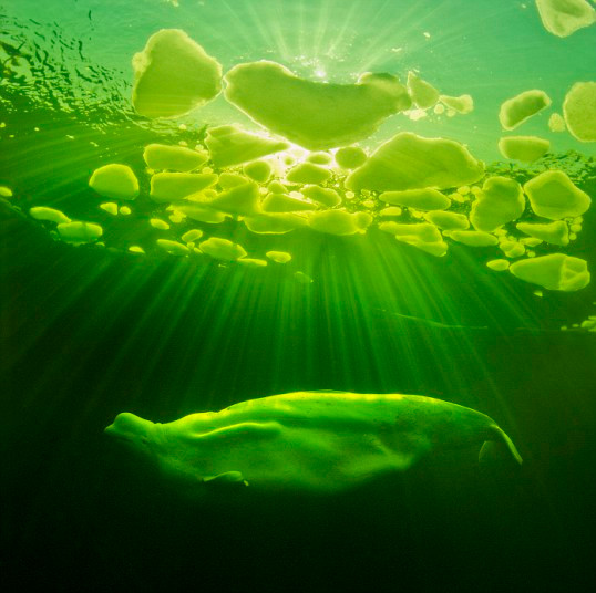 Chú cá heo Petrovich tận hưởng ánh nắng mặt trời xuyên qua lớp băng ở Nga A beluga whale named Petrovich basks in sunlight bursting through ice at the Utrish dolphinarium in Utrish, Russia. Viktor Lyagushkin / Barcroft Media