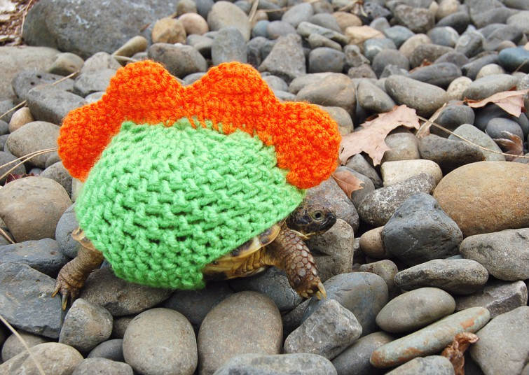 Ảnh đẹp động vật trong tuần ảnh 2 Tortoise-lover Katie Bradley has been crocheting wooly designs for her seven pet tortoises. But after posting pictures of the cosy critters on her tortoise blog, she was soon inundated with requests to make them for tortoises around the globe. And now, dozens of tortoises around the world are being decked out dressed as dinosaurs (above), sharks, pumpkins - or just in pretty patterns.