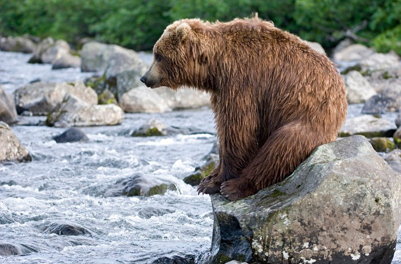 Ảnh đẹp động vật trong tuần ảnh 8 Photographer Sergey Gorshkov watched theis grizzly bear tire herself out fishing for salmon in a river before taking a well-deserved break in the Kronotskiy Reserve, Kamchatka, Russia