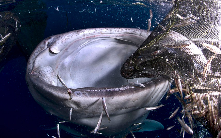 Ảnh đẹp động vật trong tuần ảnh 3 Award-winning photographer Michael Aw captured this image while on a trip to Cenderawasih Bay in Indonesia of a whale shark attacking a fisherman’s nets