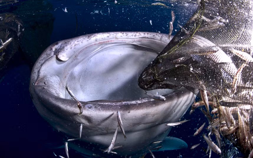Award-winning photographer Michael Aw captured this image while on a trip to Cenderawasih Bay in Indonesia of a whale shark attacking a fisherman’s nets