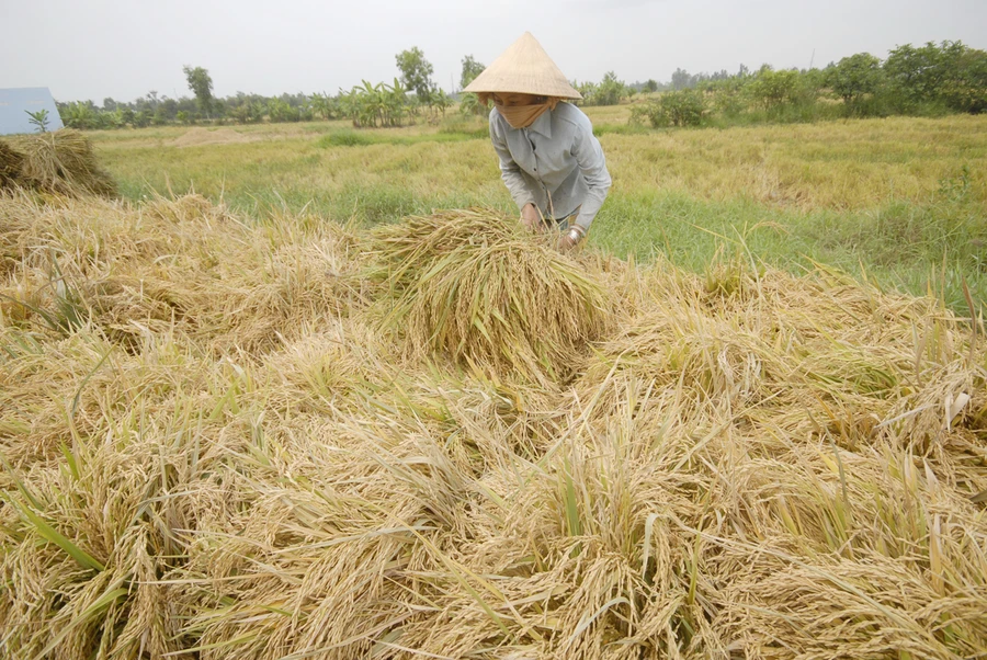 ĐBSCL: Được mùa lúa, nặng nỗi lo