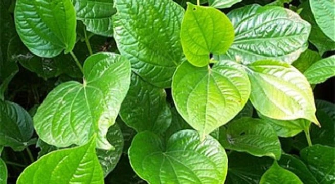 Trầu không chữa nấm kẽ chân