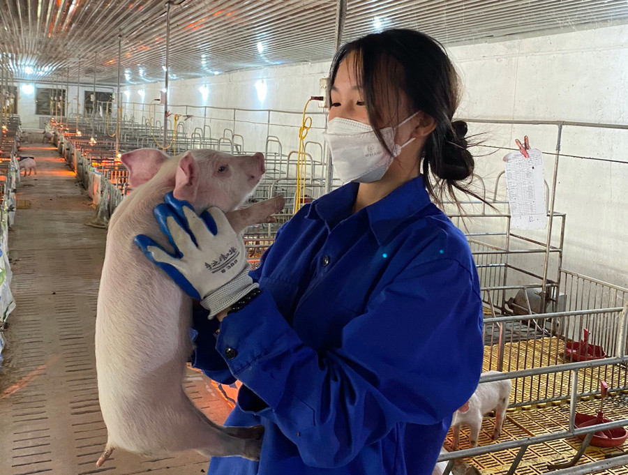 Tình yêu đối với chăn nuôi, thú y của cô sinh viên năm 3 Xèn Thị Bơn Tình yêu đối với chăn nuôi, thú y của cô sinh viên năm 3 Xèn Thị Bơn