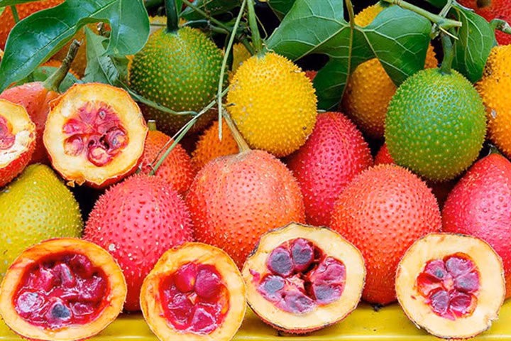 Quả gấc có thể chữa bệnh trĩ, quai bị và nhiều bệnh khác