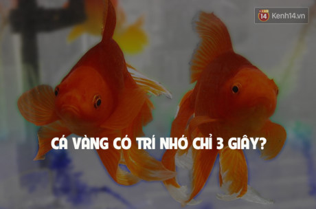 7 sự thật đời thường sai bét nhưng ai cũng cho là đúng - Ảnh 8 7 su that doi thuong sai bet nhung ai cung cho la dung - Anh 8