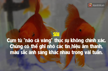 7 sự thật đời thường sai bét nhưng ai cũng cho là đúng - Ảnh 7 7 su that doi thuong sai bet nhung ai cung cho la dung - Anh 7