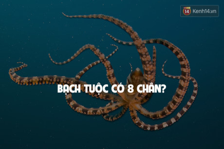 7 sự thật đời thường sai bét nhưng ai cũng cho là đúng - Ảnh 6 7 su that doi thuong sai bet nhung ai cung cho la dung - Anh 6