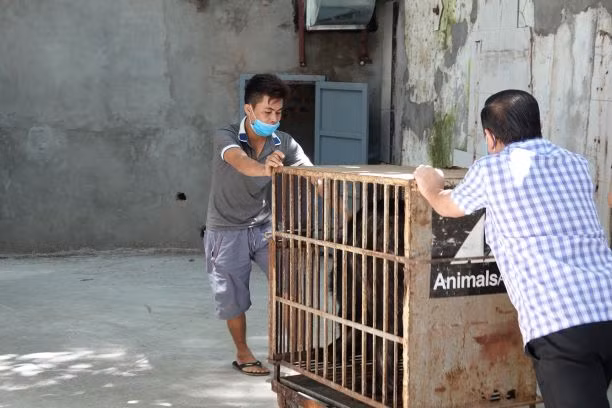 Quá trình cứu hộ và chuyển giao gấu được diễn ra trọn vẹn trong buổi sáng ngày 15/6 nhờ sự tích cực hợp tác của các đơn vị Kiểm lâm địa bàn, Rạp xiếc Trung Ương, cũng như thể trạng của gấu.