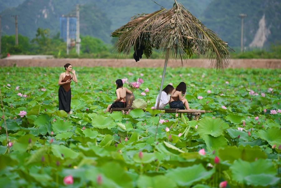 Đầm sen hồng hút mắt thu hút rất đông người dân, nhất là các bạn trẻ đến thăm quan.