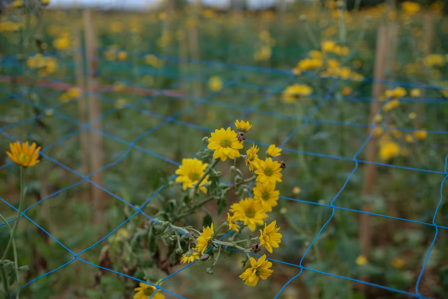 Hà Nội: Hoa chết khô, vứt ngổn ngang đầy ruộng vì ế ẩm ảnh 5