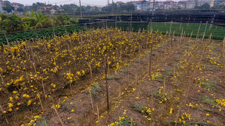 Bán thì lỗ, không bán thì phải vứt bỏ. Cả cánh đồng hoa đã có rất nhiều người để hoa héo khô.