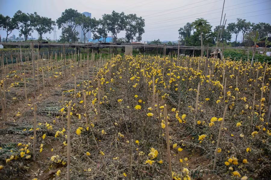 Hà Nội: Hoa chết khô, vứt ngổn ngang đầy ruộng vì ế ẩm ảnh 1