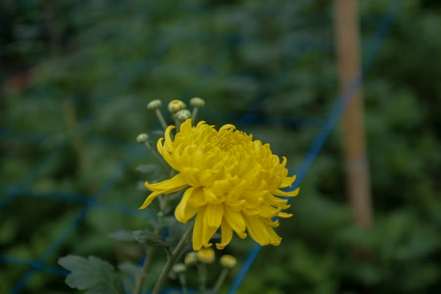 Hà Nội: Hoa chết khô, vứt ngổn ngang đầy ruộng vì ế ẩm ảnh 8