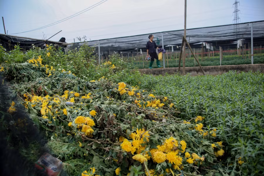 Hà Nội: Hoa chết khô, vứt ngổn ngang đầy ruộng vì ế ẩm ảnh 2