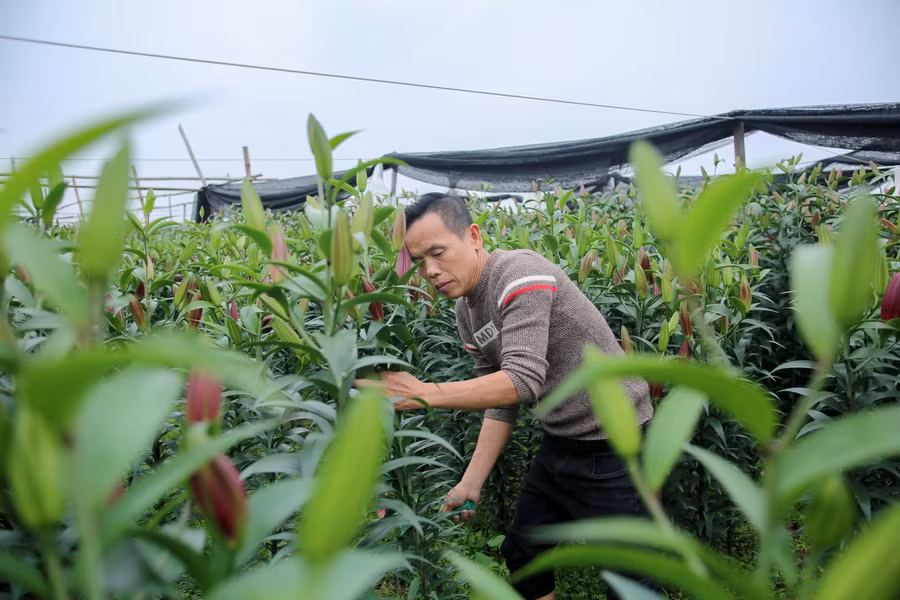 Anh Đỗ Đức Thuần chủ vườn hoa ly trên cánh đồng Tây Tựu cho biết, năm nay, gia đình anh trồng hơn 5 sào hoa ly với 3 vạn cây, hiện giờ anh mới bắt đầu thu hoạch. Tuy nhiên, chưa cần thu hoạch xong anh đã biết mình bị lỗ.