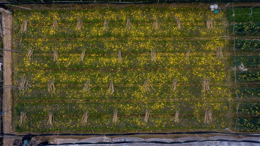 Người trồng hoa Tây Tựu cho biết, giá giống cây hoa cúc cũng thấp nên người trồng cúc cũng đỡ lo một phần.