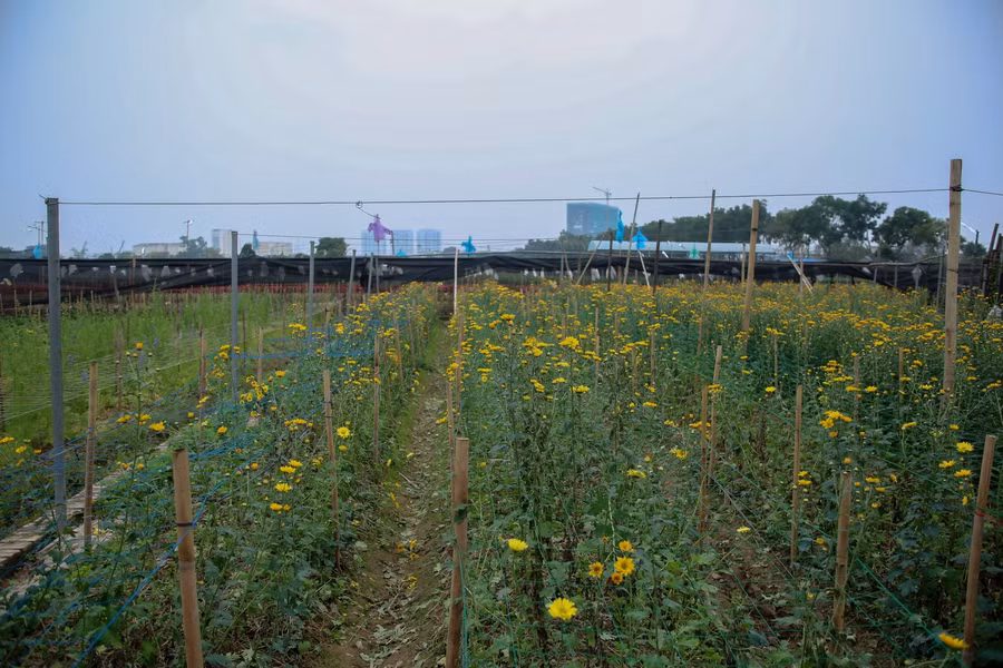 “Với hơn 3 vạn cây hoa ly tôi nhập củ vào đã 11.000 đồng nhưng hiện giờ chỉ bán được từ 10.000 - 12.000/cây. Tôi biết vụ này gia đình sẽ “thua”, vì nếu bán được hết số ly này cũng chỉ đủ bù lại tiền vốn mua củ giống, còn rất nhiều công chăm sóc của gia đình và tiền phân bón, thuốc, điện chiếu sáng cho cây... nên chưa bán cũng biết chắc chắn lỗ rồi. Bây gờ, tôi chỉ hy vọng sẽ bán hết số hoa này thôi nếu không sẽ phải nhổ bỏ”, anh Thuần cho biết.