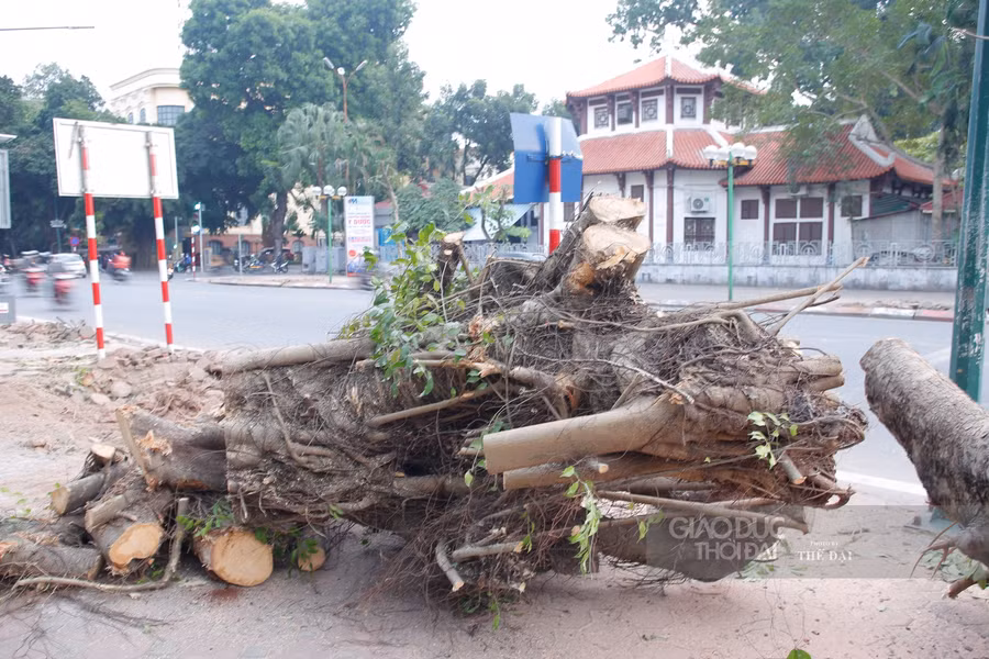 5 cây bị chặt hạ đều vì thân cong nghiêng, mục gốc, mục thân, hoặc không đúng chủng loại cây đô thị.