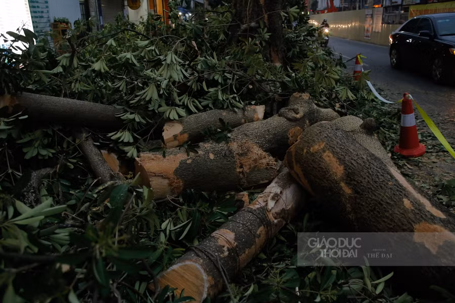 Hà Nội: Di chuyển, chặt hạ 40 cây xanh trên phố Trần Hưng Đạo ảnh 11