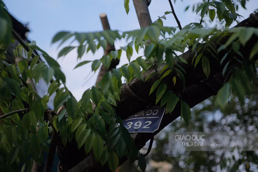 Hai cây sưa đỏ được di dời đến công viên Thống Nhất để quản lý, bảo vệ loài cây quý hiếm phục vụ bảo tồn theo đúng quy trình, quy định.