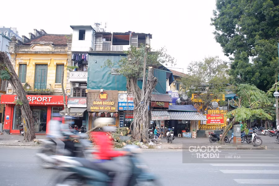 Hà Nội: Di chuyển, chặt hạ 40 cây xanh trên phố Trần Hưng Đạo ảnh 4