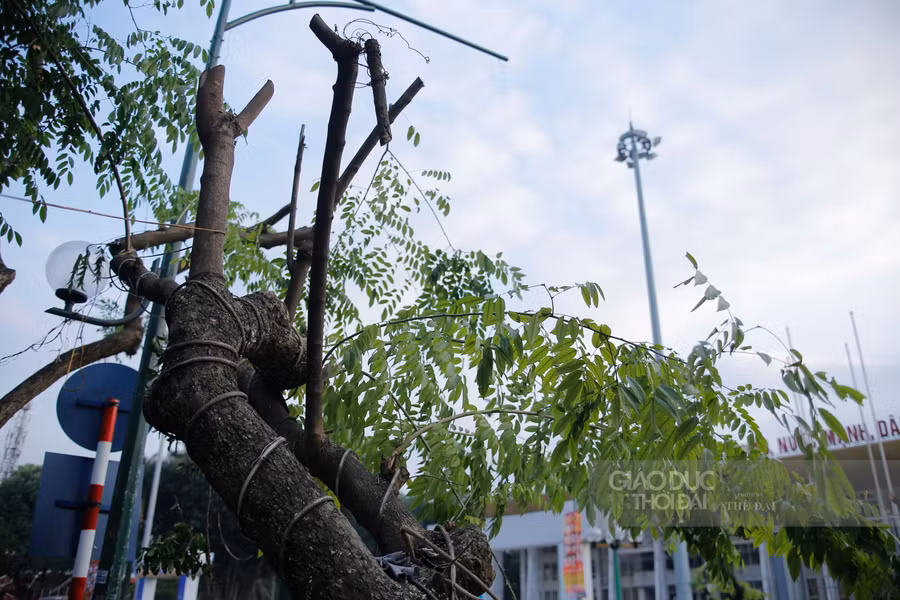 Hà Nội: Di chuyển, chặt hạ 40 cây xanh trên phố Trần Hưng Đạo ảnh 7