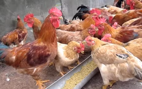 Phong tranh nhung loai benh de mac khi troi nom - Anh 5