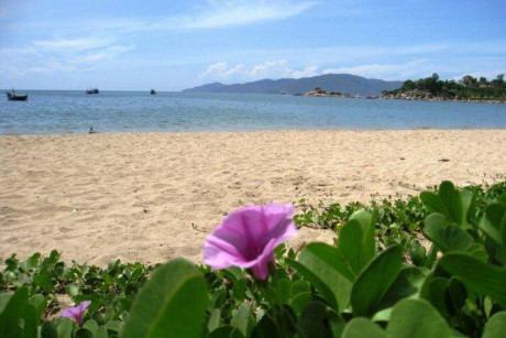 Rau muống biển chữa dị ứng - Ảnh 1 Rau muong bien chua di ung - Anh 1