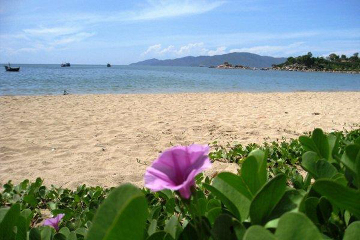 Rau muống biển chữa dị ứng