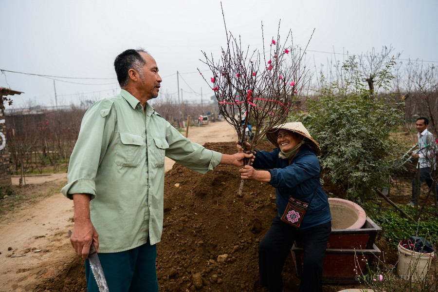 Những ngày cận Tết Nguyên đán thương lái đến để mua đào càng nhiều hơn.