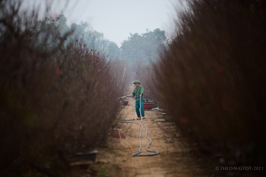 Thời điểm hiện tại cũng là thời gian quan trọng đối với người trồng đào, đây là thời gian phải chăm sóc cây đào rất cẩn thận.