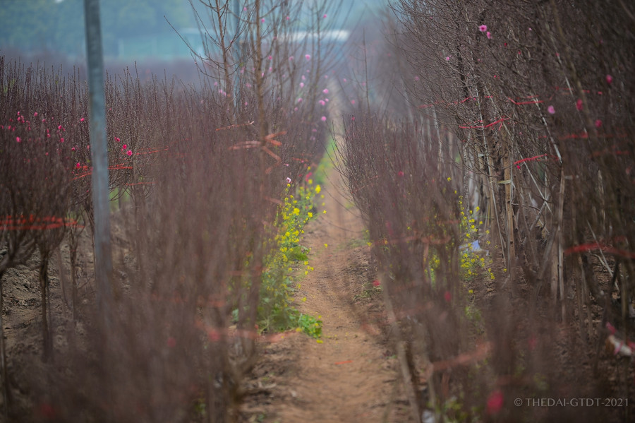 Nhiều chủ vườn đã và đang thực hiện công việc tạo dáng, buộc dây để cành đào trở nên bắt mắt.