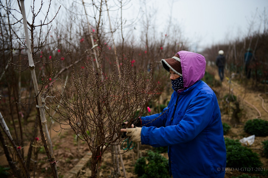 Thời tiết thuận lợi, đào Nhật Tân hứa hẹn một vụ bội thu ảnh 9
