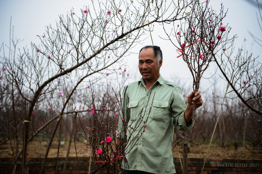 Người dân tại Nhật Tân cho biết, năm nay khác với mọi năm, gần như lúc nào cũng có khách đến mua hoa từ đầu Tết dương lịch.