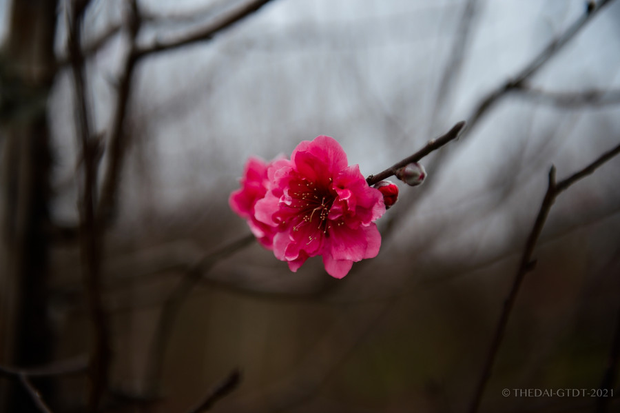 Thời tiết thuận lợi, đào Nhật Tân hứa hẹn một vụ bội thu ảnh 5