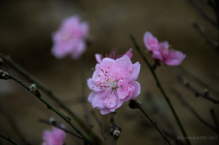 Theo người dân, năm nay thời thiết thuận lợi hoa đào sẽ thắm hơn, dày cánh hơn.