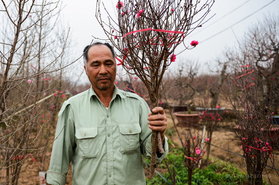 Những cành đào nhỏ tại vườn được bán với giá từ 50.000 đồng đến hơn 1 triệu đồng.