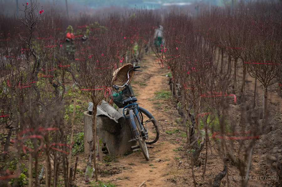 Hầu hết các vườn đào tại Nhật Tân thời điểm này đã lác đác hoa nở.