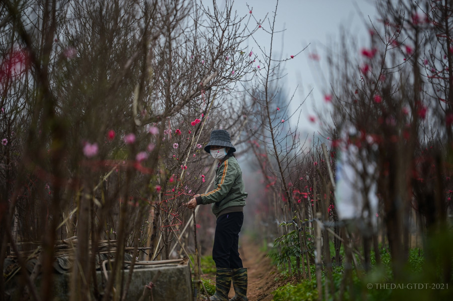 Thời tiết thuận lợi, đào Nhật Tân hứa hẹn một vụ bội thu ảnh 7