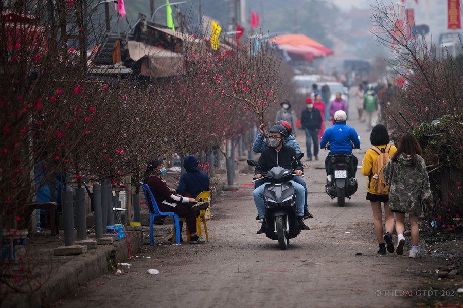 Tại nhiều chợ tại Hà Nội nhiều cành đào đã xuất hiện, có giá từ 150.000 đồng đến hàng triệu đồng một cành.