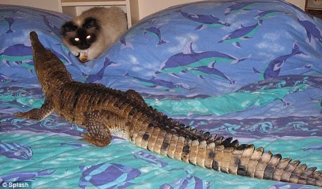 The suspicious family feline gives its larger housemate the once over Read more: http://www.dailymail.co.uk/news/article-1310583/Croc-Ladys-family-snaps-Meet-nurse-lives-pet-crocodiles.html#ixzz11jZRkB8Q