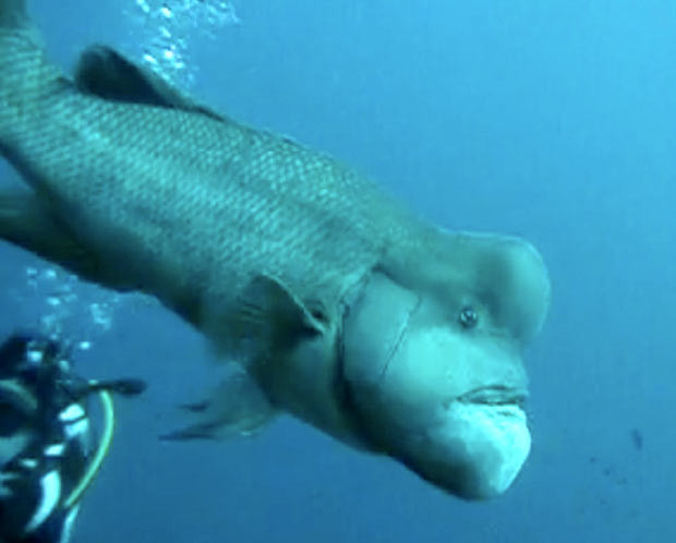 An Asian sheepshead wrasse (Semicossyphus reticulatus) swims past a diver off the Japanese coast. Its bizarre appearance has earned it the nickname 