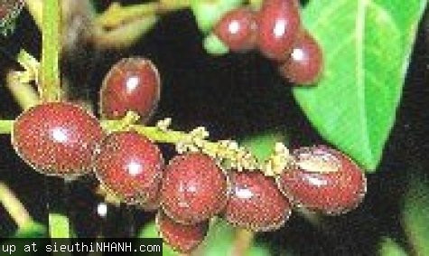 Những rau quả, thực phẩm dễ gây nguy hiểm ảnh 2 Quả bồ hòn (ảnh: internet)