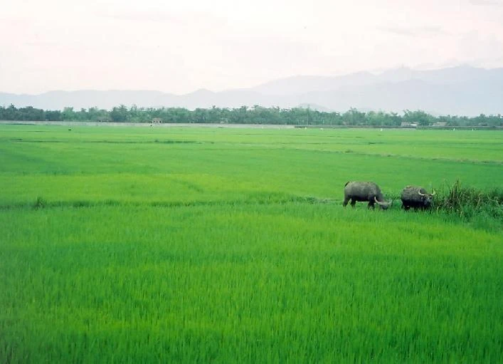 Đề nghị miễn thuế đất trồng lúa và làm muối